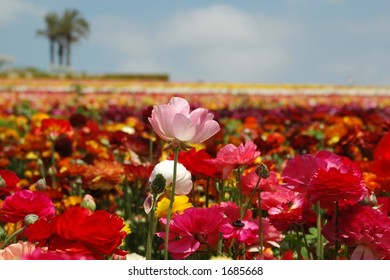 flower fields
