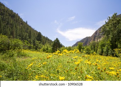 Flower Filed In Mountains Of Northern Arizona