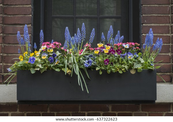 Flower Filled Window\
Box in New York City 
