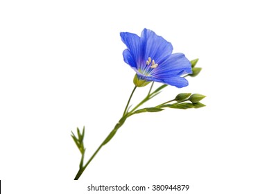 Flower Of Flax Isolated On White Background