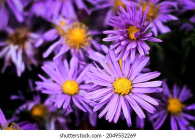 flower floral blossom purple nature