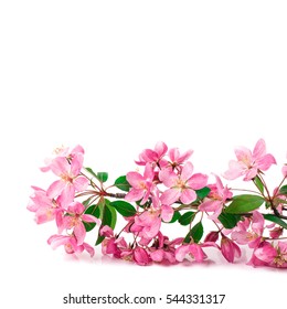 Similar Images, Stock Photos & Vectors of Flowers On White Background