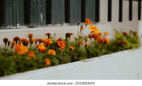 flower, flowers, garden, plant, nature, spring, summer, wall, fence, bloom, pink, blossom, leaf, pot, purple, flora, colorful, house, wooden, rose, bouquet, gardening, decoration, window, beauty - Powered by Shutterstock