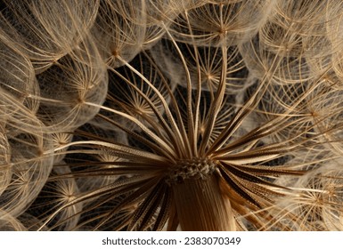 flower fluff, dandelion seeds - beautiful macro photography with abstract bokeh background - Powered by Shutterstock