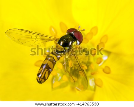 Similar – Foto Bild Schwebfliege auf einer gelben Gartenblume