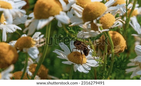 A flower fly perched on white chamomile flowers on a summer day. White wildflowers. Pollination of plants by insects. bee-like flie perched on white daisy in close up photography