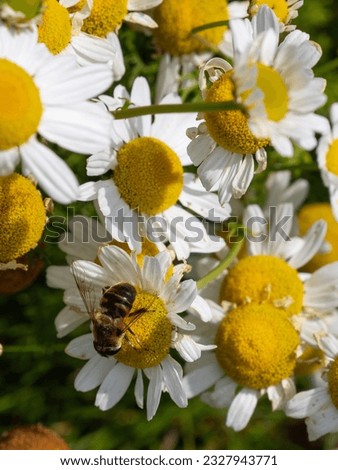 A flower fly perched on white chamomile flowers on a summer day. White wildflowers. Pollination of plants by insects. bee-like flie perched on white daisy in close up