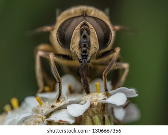 Flower Fly Pollinator Insect Macro Flower Summer Eristalis Hoverfly