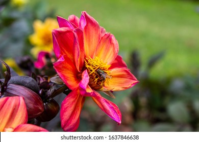 Flower With A Fly, Presumably Being Pollinated By The Fly