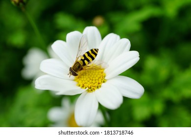 Flower fly (syrphidae) on blossom