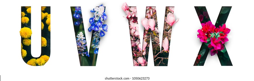 Цветочный шрифт Alphabet u, v, w, x, изготовленный из настоящих живых цветов с драгоценными бумаги вырезать форму письма. Коллекция блестящего шрифта флоры для вашего уникального украшения весной, летом и многие концептуальные идеи