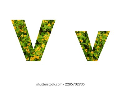 Flower font Alphabet V v isolated on white background made of Real alive yellow flowers 