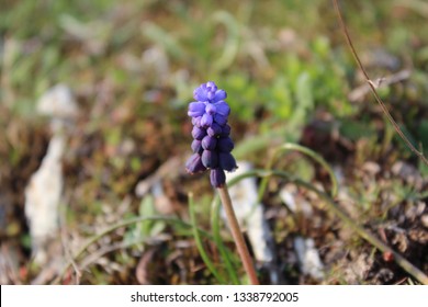flower in forest