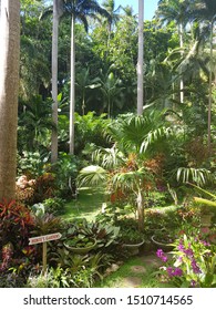 Flower Forest Botanical Garden Sugal Hill Barbados