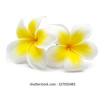 Flower Frangipani On White Background