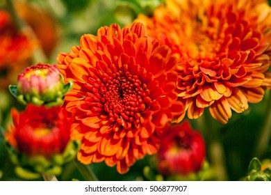 flower front