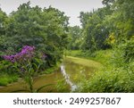 The flower in front of Cuyahoga river at the forest at Cuyahoga Valley National Park, Ohio, USA. 
