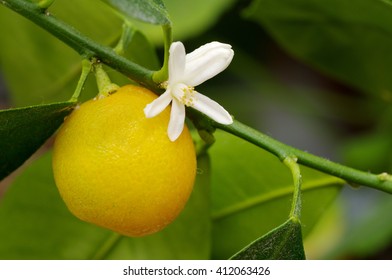 The Flower And Fruit Citrofortunella Microcarpa Closeup