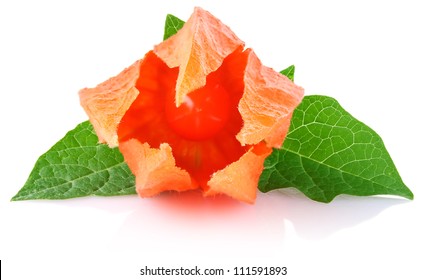 Flower And Fruit Winter Cherry With Green Leaf Isolated On White Background