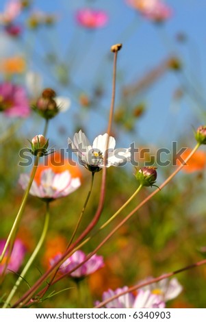 Similar – Once upon a time; flowers and grasses of a flower meadow