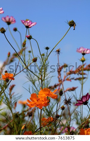 Similar – Image, Stock Photo Lemon butterfly fluttering in blue sky over corn poppy