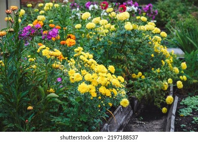 Flower Garden In Autumn, Variety Of Yellow Red Purple Fall Flowers In Cottage Garden Flowerbed