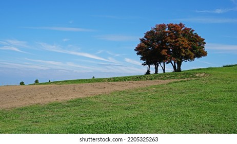 Flower Garden In Awaji Island(Japan)