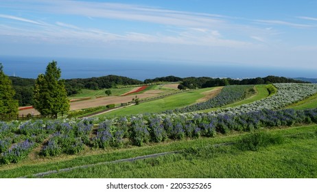 Flower Garden In Awaji Island(Japan)