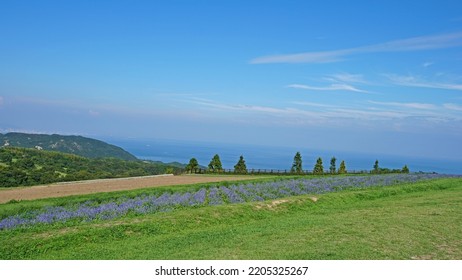 Flower Garden In Awaji Island(Japan)