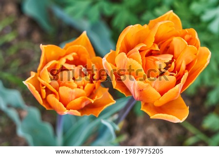 Flower garden, a bunch of oranges tulips sitting on top of a flower