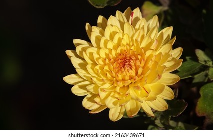 Flower Garden Chrysanthemum or Mulberry Chrysanthemum, or Chinese Chrysanthemum is a plant, Asteraceae family, genus Chrysanthemum