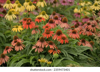 the flower garden of the city of echinacea blooming in pure colors