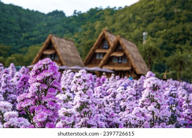 Flower garden, Hokkaido park in Khao Yai, Thailand