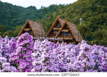 Flower garden, Hokkaido park in Khao Yai, Thailand