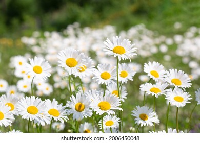 Flower of garden or medicinal chamomile (Matricaria recutita). The concept of naturalness. Wallpaper, poster with a natural background.
