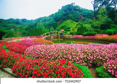 Flower Garden On Doi Inthanon, Thailand