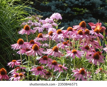 Flower Garden, Pink Echinacea and Phlox  - Powered by Shutterstock