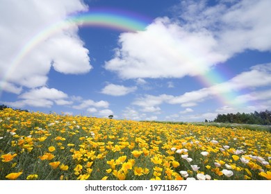 Rainbow garden