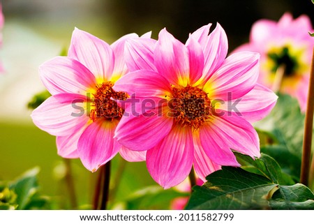 Flower Garden in Rajghat Delhi India 