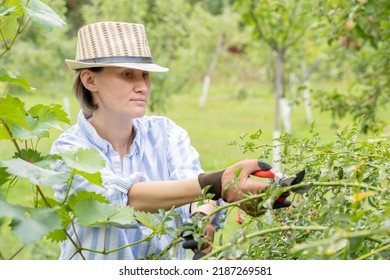 Flower Gardening And Maintenance Concept. Close Up Shot Of Women Hands With Pruning Shears Working In Garden. Gardener Trimming Off Spray Of Spent Or Dead Rose Flowers