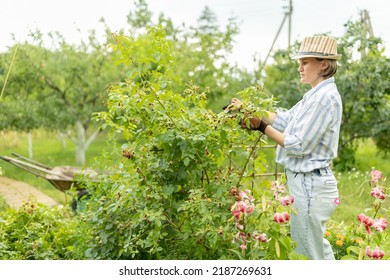 Flower Gardening And Maintenance Concept. Close Up Shot Of Women Hands With Pruning Shears Working In Garden. Gardener Trimming Off Spray Of Spent Or Dead Rose Flowers