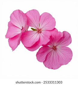 Flower of Geranium isolated on transparent background - PNG format. - Powered by Shutterstock