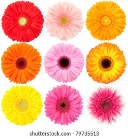 Flower of gerber daisy collection isolated on white - Powered by Shutterstock