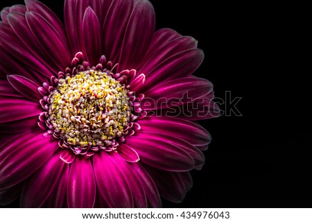 Flower, gerbera, close-up, macro. Stock photo © 