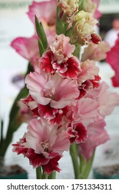 Flower Of The Gladiolus Cultivar 