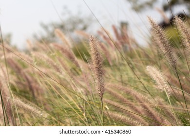 Flower grass
