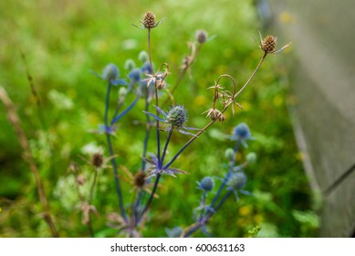 Flower in the grass