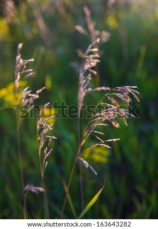 flower grass on summer morning sunrise