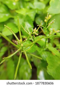 Flower Of Grass, Oxalis Stricta.