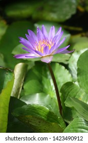 flower grass plant blossom lotus